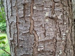 Harpephyllum afrum trunk